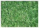 искусственная трава образец